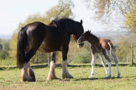 Robinsons Brewery welcome second foal from Shire Breeding Programme