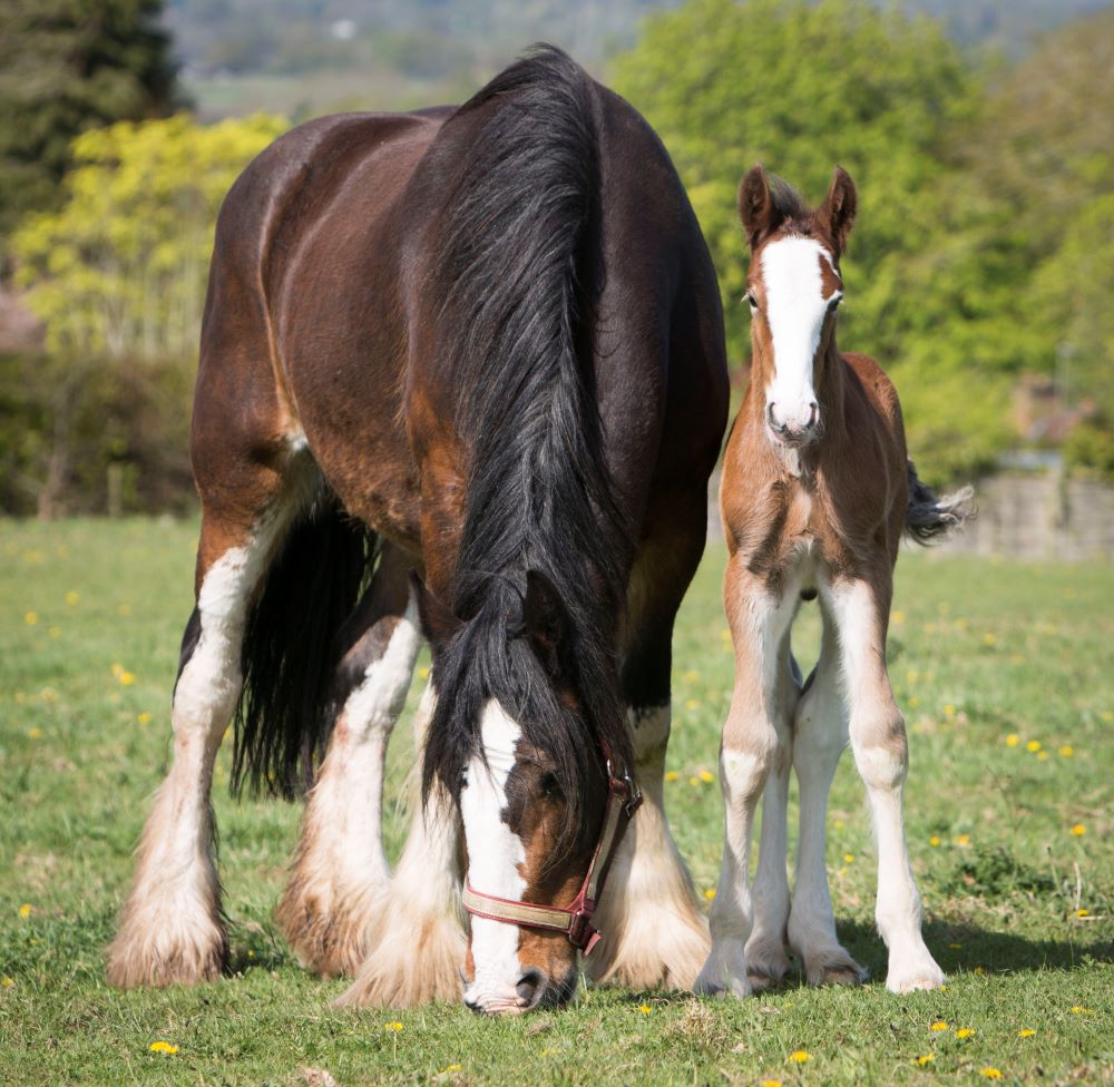 Shire horse, Doris, with new foal Boris